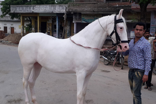 ghodi.html