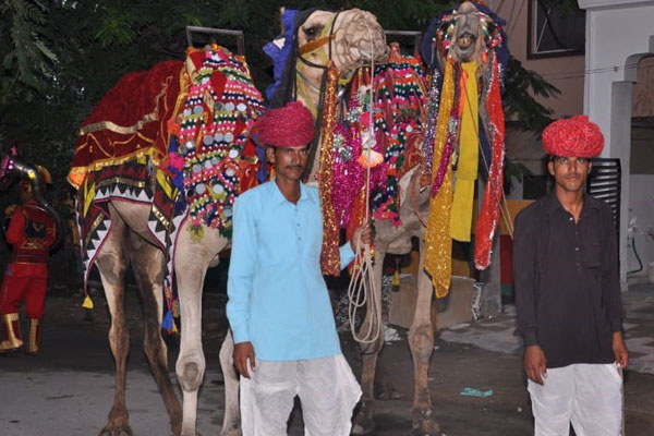 elephant-camel.html